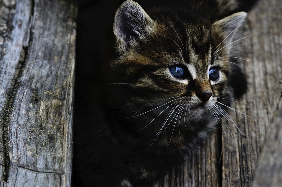 declaration des droits des animaux eliane reiss communication animale