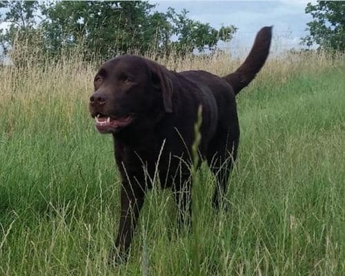 Eliane Reiss communication animale Lyon avis Henri Labrador