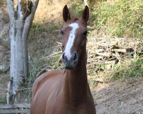 Eliane Reiss communication animale Lyon avis cheval temoignages