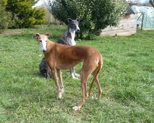 Eliane Reiss communication animale Lyon avis chien galgo