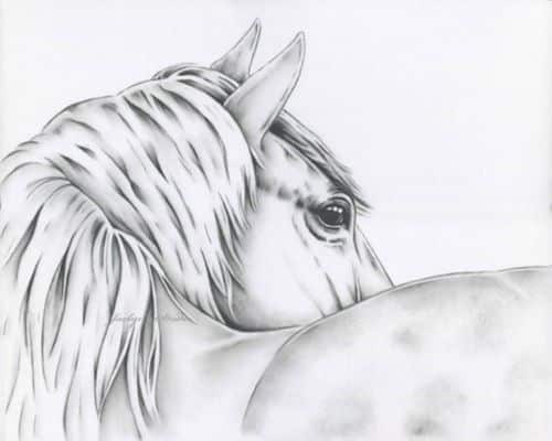 Eliane Reiss communication animale Lyon avis mort cheval temoignages